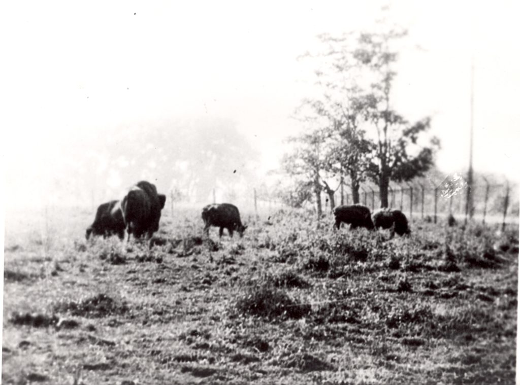 Buffalo at Lakeview Park, 1922 Five buffalos spread out to eat grass in a fenced off area.