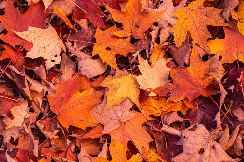 Fall Warmth