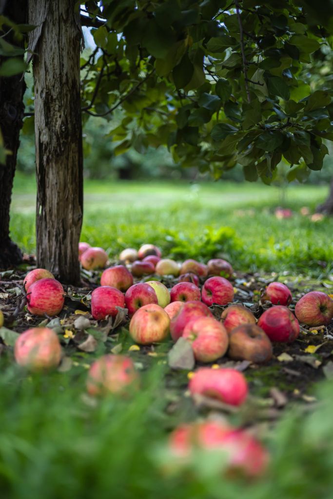 Plentiful Apples